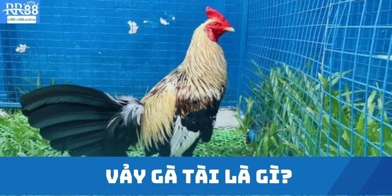 Vảy Gà Tài Là Gì?