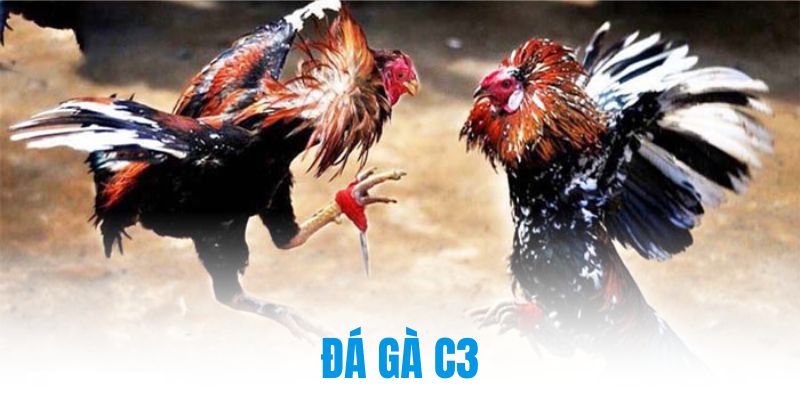 đá gà c3
