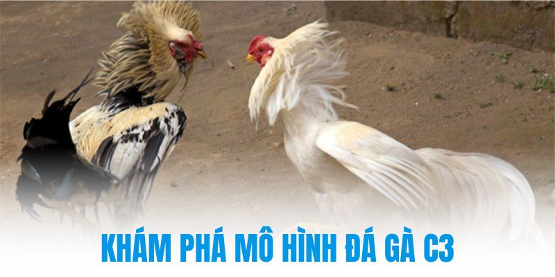 Khám phá mô hình đá gà c3