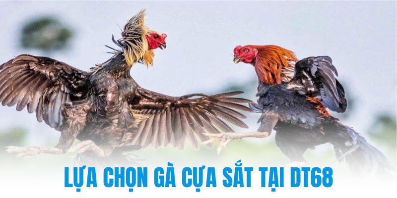 Lựa chọn gà cựa sắt tại DT68